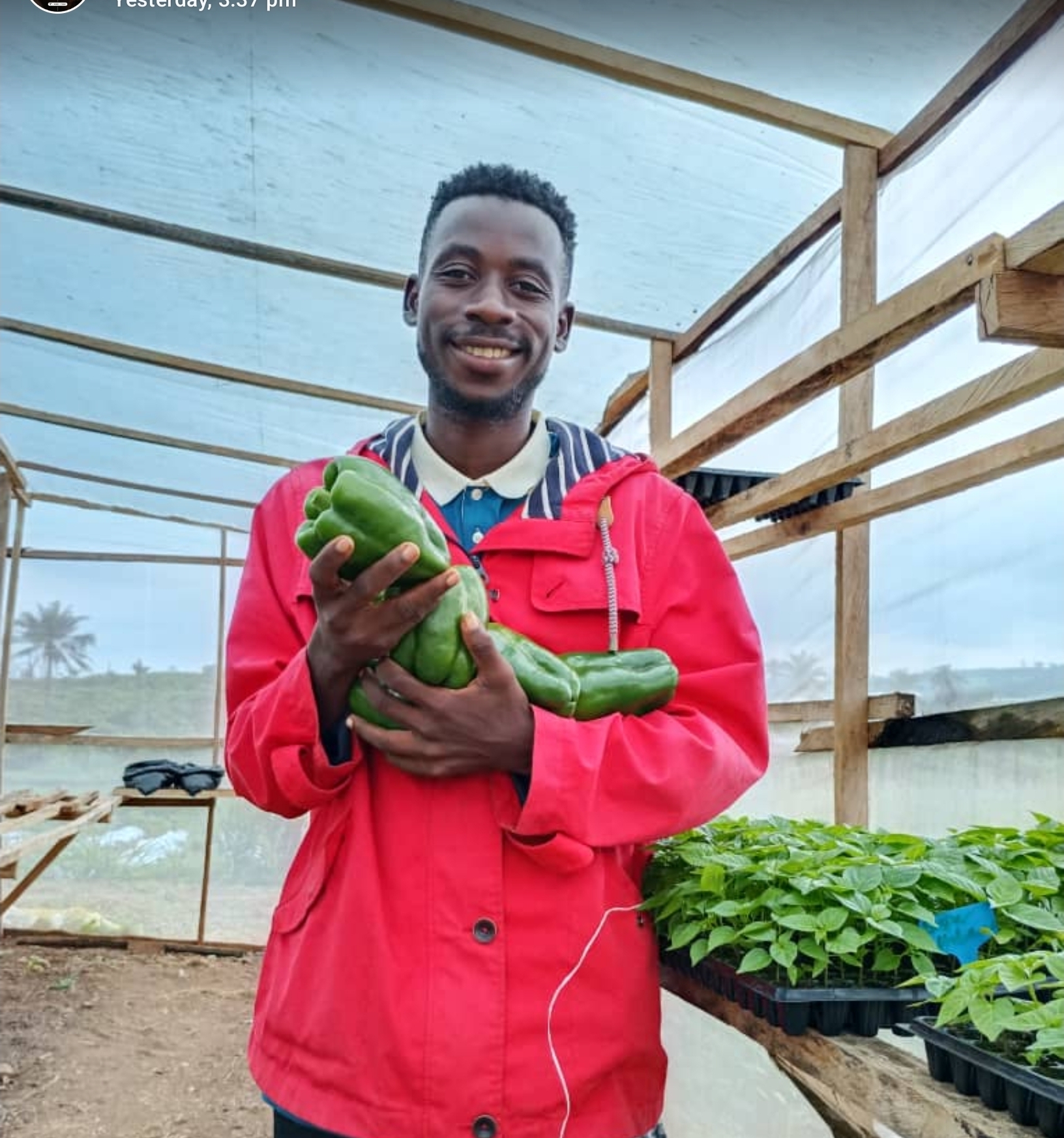 Fresh pepper harvest at MDD Farms